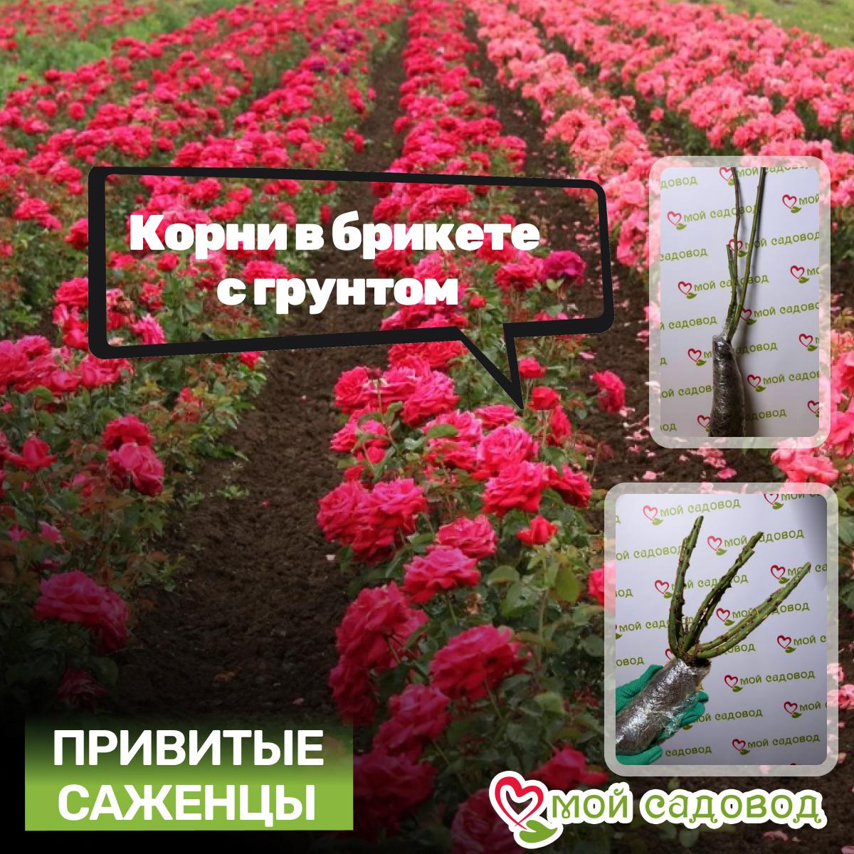 Роза Джульетта