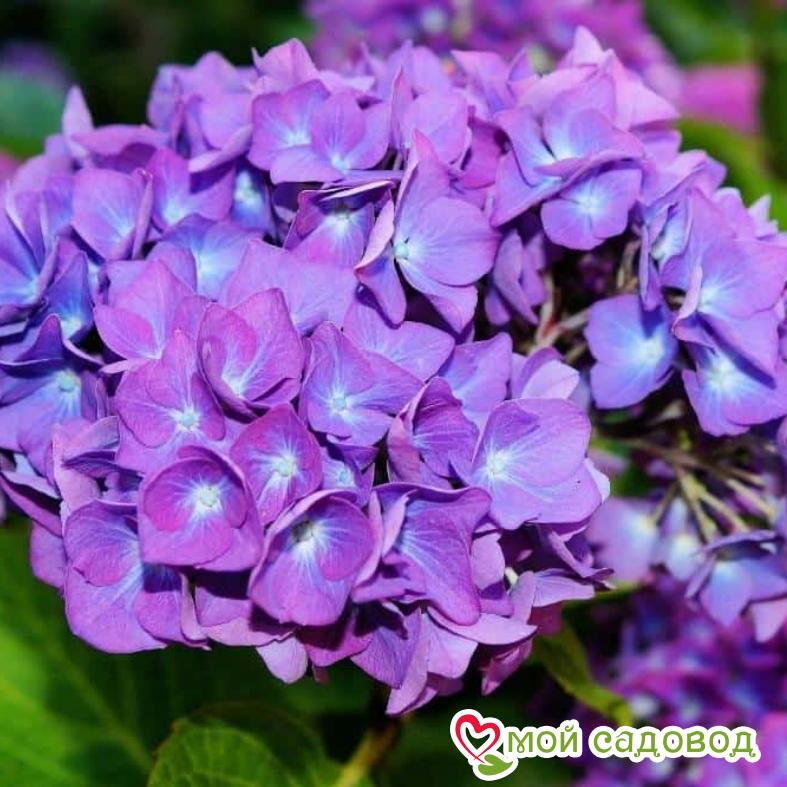 Гортензия крупнолистная Фиолетовая