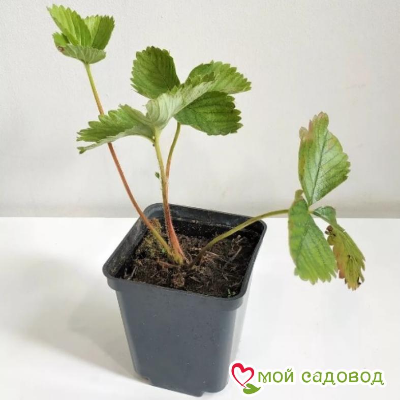 клубника Кимберли