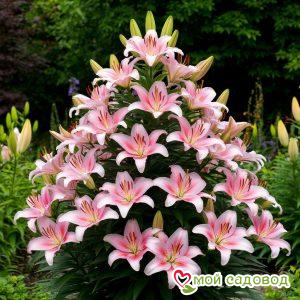 Лилия Пирамидальная Софт Эхо